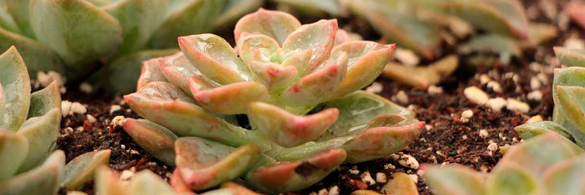 Echeveria en maceta